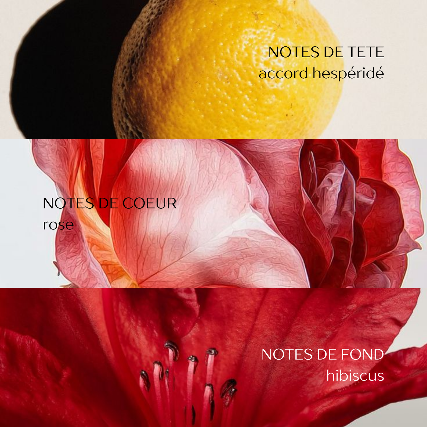 Shampooing Antipelliculaire 470ml